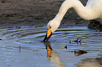 whooper swan