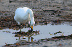 whooper swan