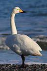 whooper swan