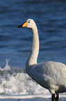 whooper swan