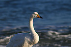 whooper swan