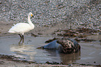 whooper swan