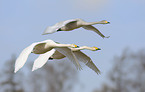 whooper swans