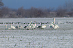 whooper swans