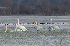 whooper swans