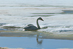 whooper swan