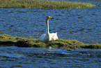 whooper swan