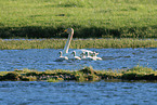 whooper swans