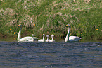 whooper swans