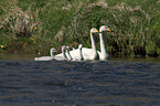 whooper swans