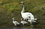 whooper swans