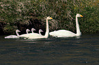 whooper swans