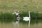 whooper swans