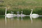 whooper swans