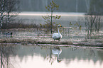 standing Whooper Swan