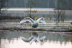 standing Whooper Swan