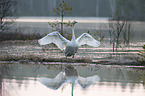 standing Whooper Swan