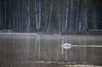 swimming Whooper Swan