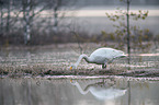 standing Whooper Swan