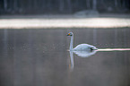 swimming Whooper Swan