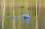 Whooper Swans