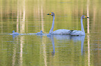 Whooper Swans