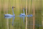 Whooper Swans