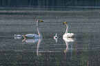 Whooper Swans