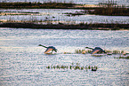 whooper swans