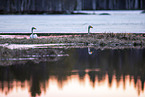 whooper swans