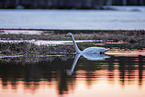 whooper swan