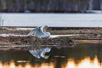 whooper swan