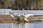 whooper swans