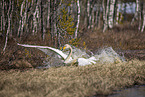 whooper swan