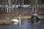 whooper swan