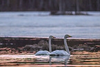 whooper swans