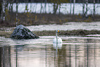 whooper swan