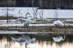 whooper swans