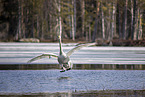 whooper swan