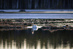 whooper swan