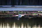 whooper swan