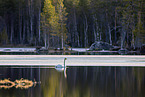 whooper swan