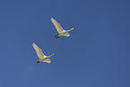 whooper swans