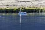 whooper swan