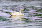 whooper swan