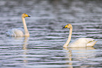 whooper swans