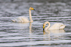 whooper swans