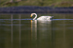 whooper swan