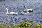 whooper swans