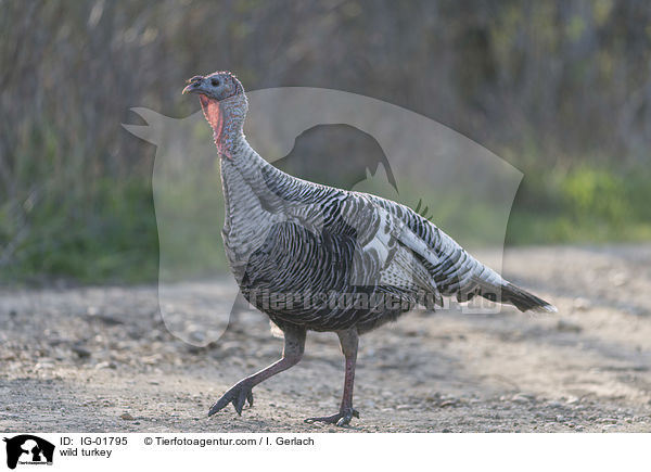 wild turkey / IG-01795